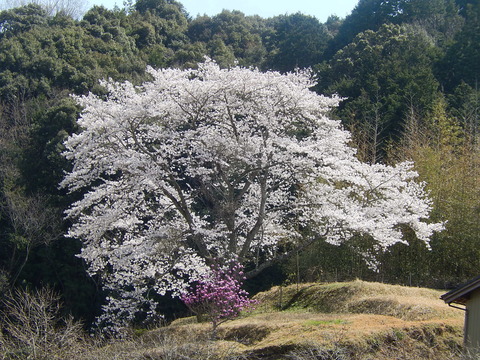 DSCN2174