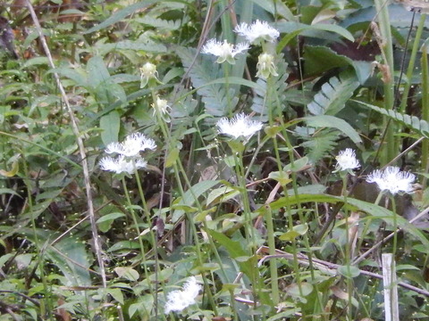 DSCN7218
