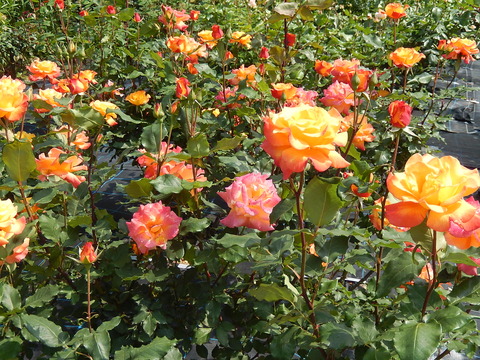 DSCN1647