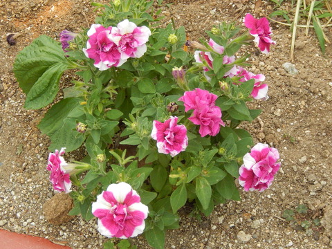 DSCN0244