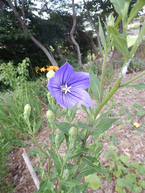 DSCN3489