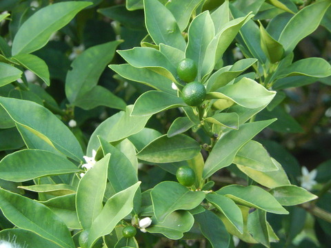 DSCN5403
