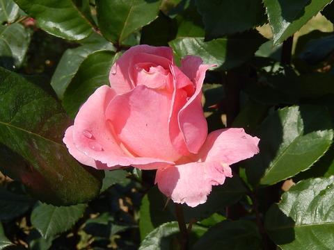 DSCN1866