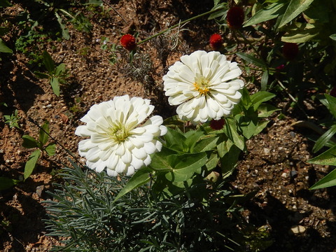 DSCN6067