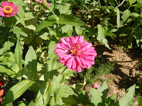 DSCN6070
