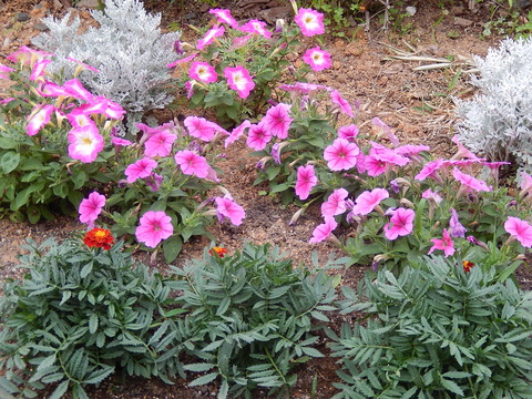 DSCN0246