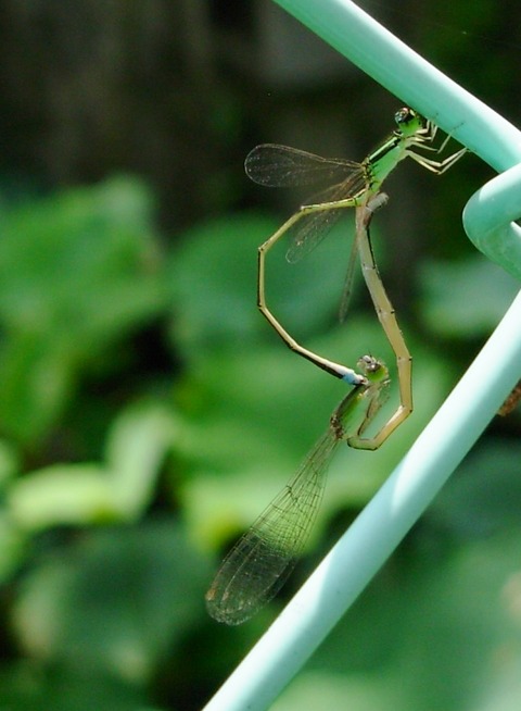 DSCN4126 (2)
