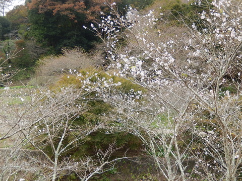 DSCN9184