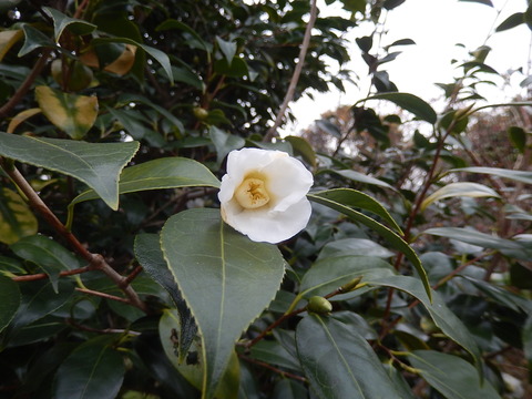 DSCN9952