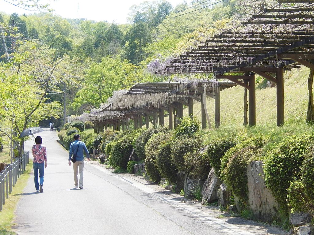 豊田市御作町「ふじの回廊」もうすぐ見頃に 2018.4.20 やつば池散歩道（豊田市）のブログ