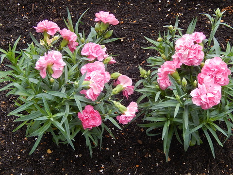 DSCN2445