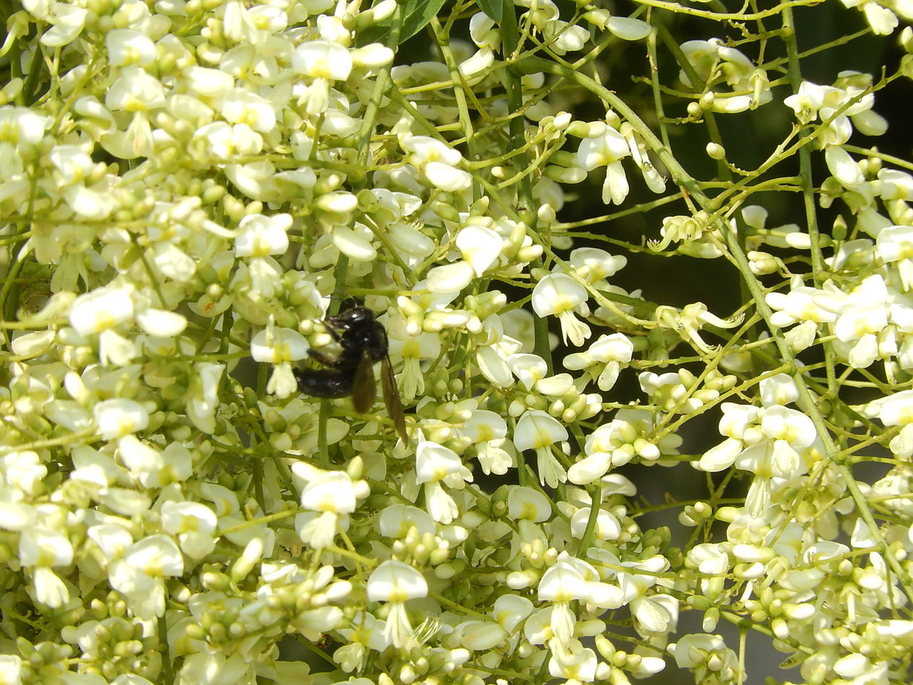 西山公園のシダレエンジュ やつば池散歩道 豊田市 のブログ