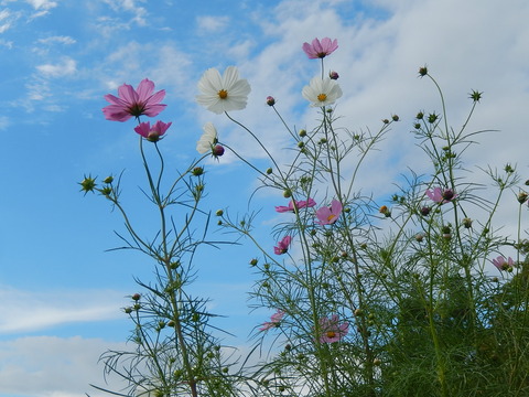 DSCN6469