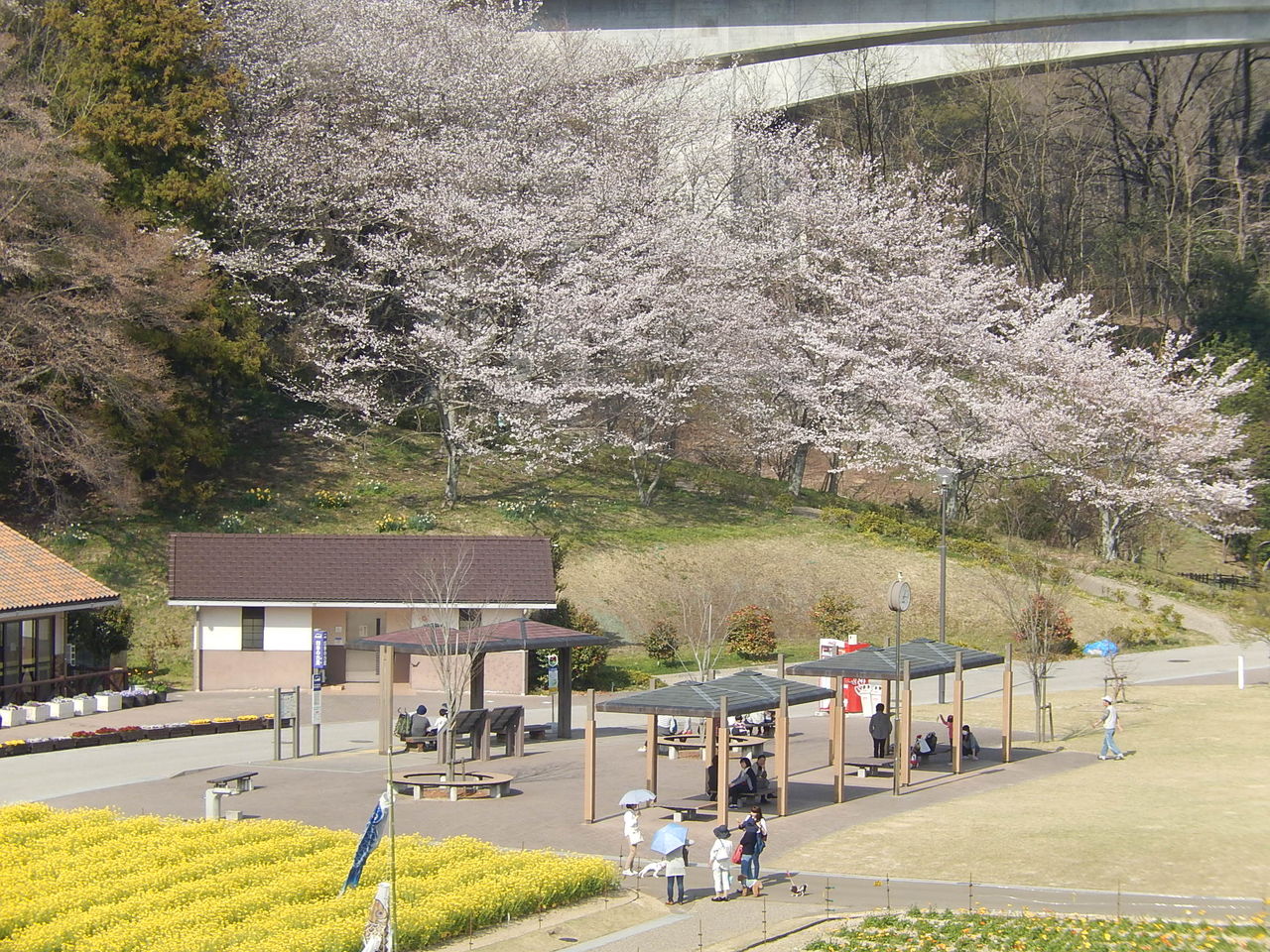 豊田市の桜の名所鞍ヶ池公園で花見 15 3 31 やつば池散歩道 豊田市 のブログ