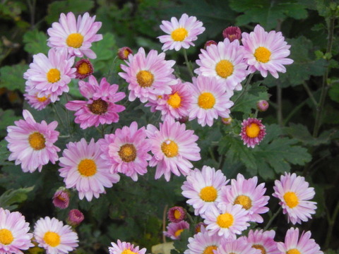 DSCN8535