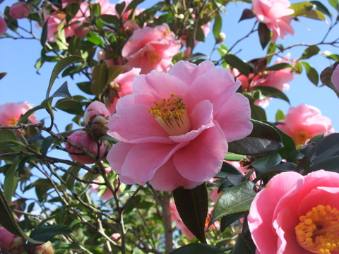 DSCF0013