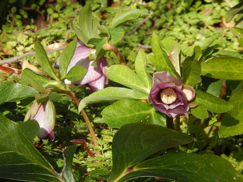 DSCN0512