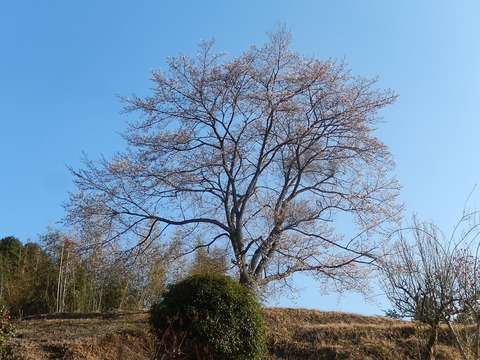 DSCN2102