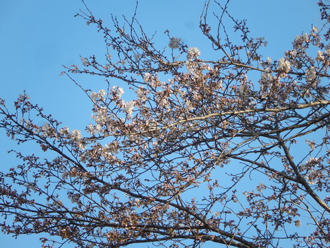 DSCN2105