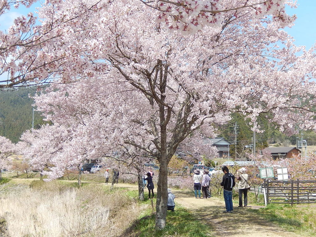設楽町の名倉川堤防沿いのコヒガン桜並木 やつば池散歩道 豊田市 のブログ 設楽町の名倉川堤防沿いのコヒガン桜並木 やつば池散歩道 豊田市 のブログ