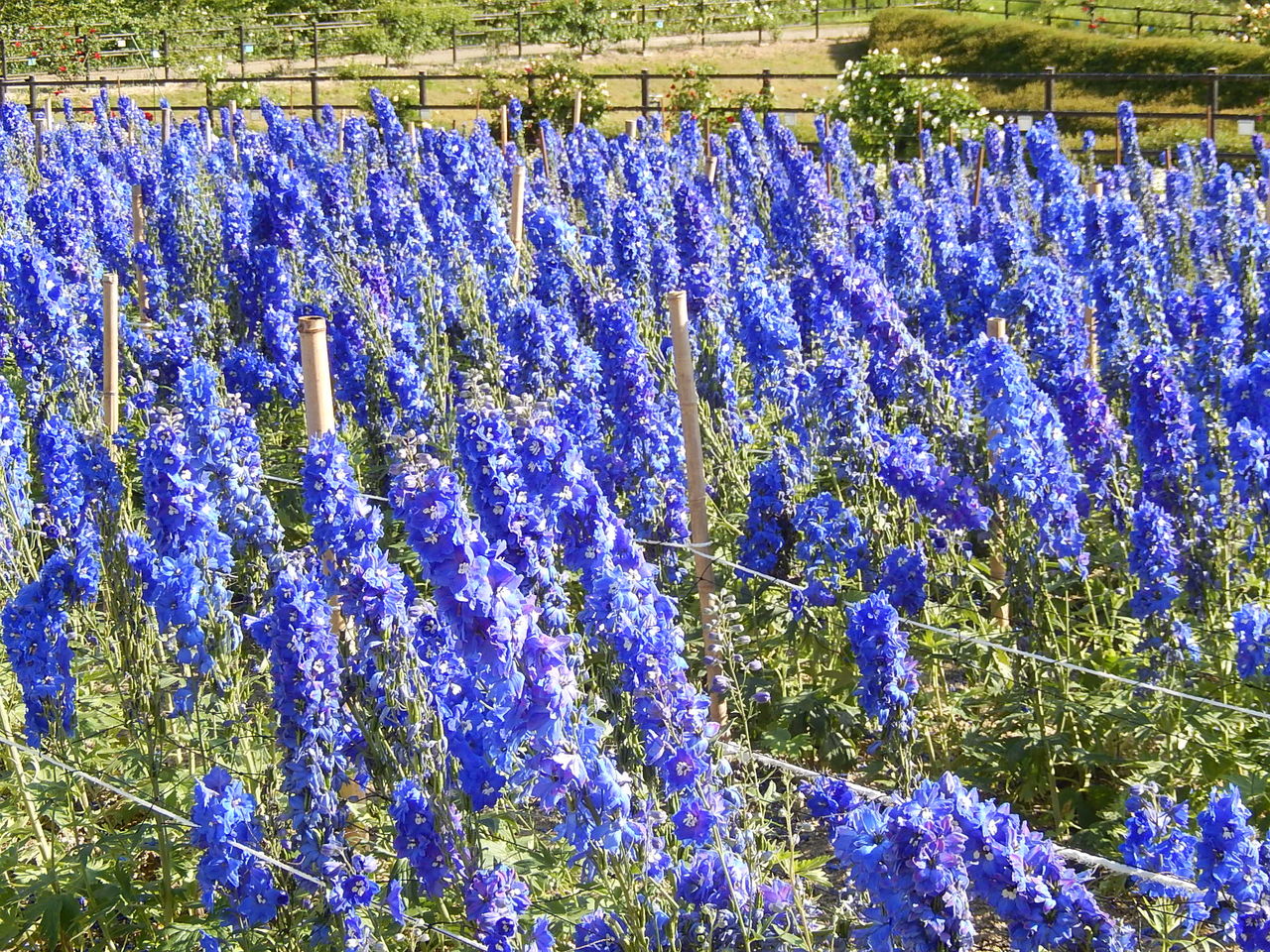 鞍ヶ池公園の春の花畑 やつば池散歩道 豊田市 のブログ 鞍ヶ池公園の春の花畑 やつば池散歩道 豊田市 のブログ