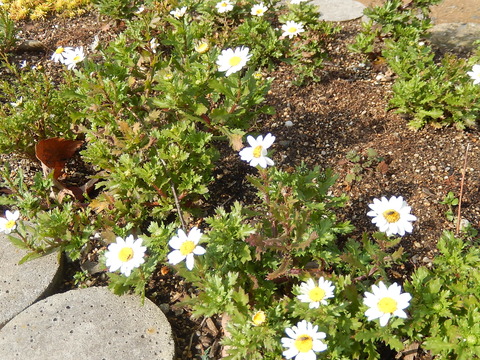 DSCN0975