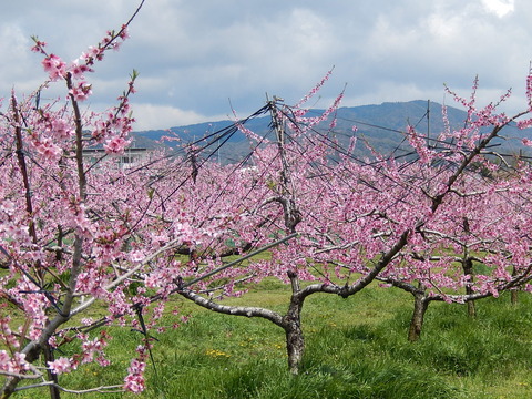 DSCN0619