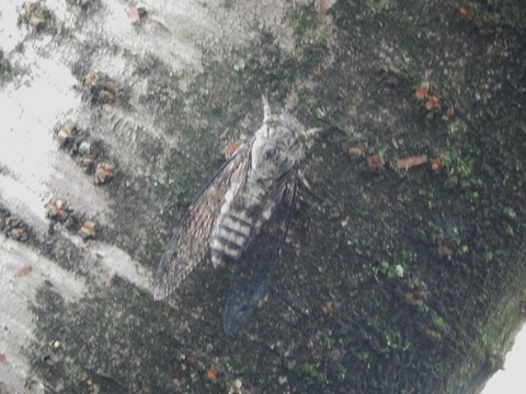 DSCN5765