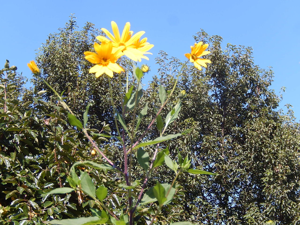 やつば池散歩道に咲くキクイモの花 やつば池散歩道 豊田市 のブログ