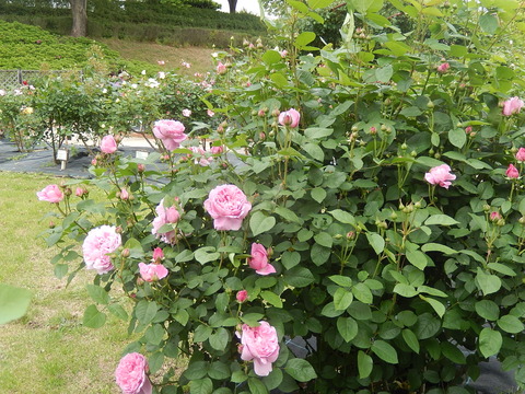 DSCN3590