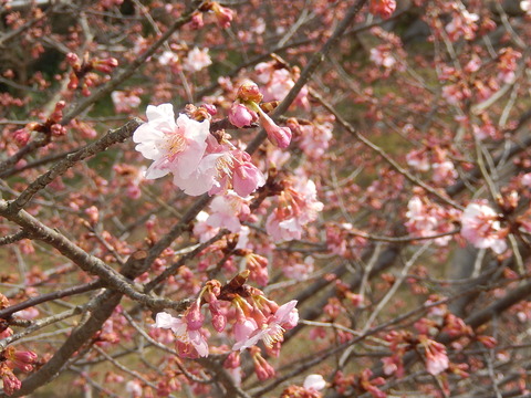 DSCN1429