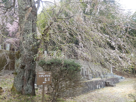 DSCN2330