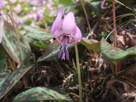 DSCF0026