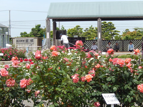DSCN2078