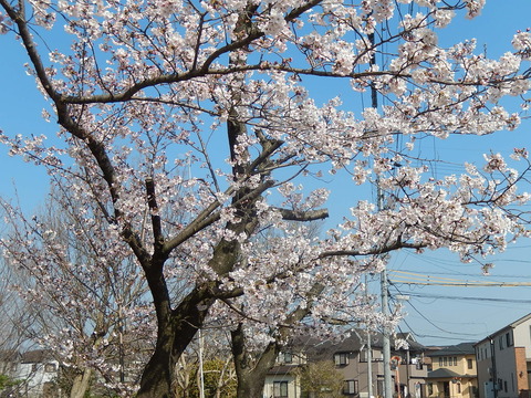 DSCN9901
