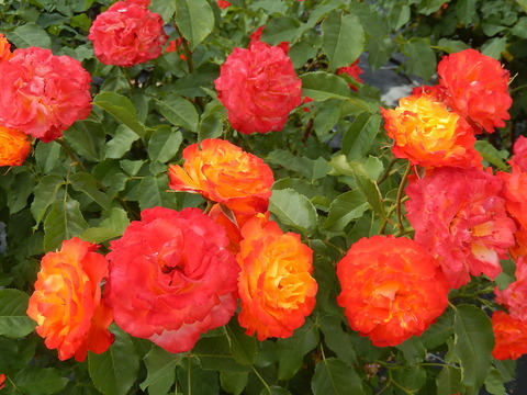 DSCN2232