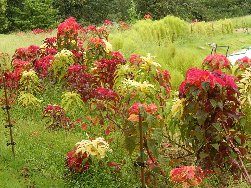 鞍ヶ池公園の四季のさとに鮮やかなハゲイトウ やつば池散歩道 豊田市 のブログ