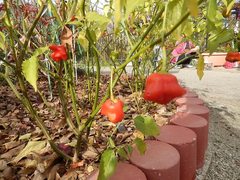 DSCN0606