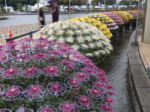DSCN8316