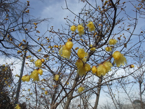 DSCF0014