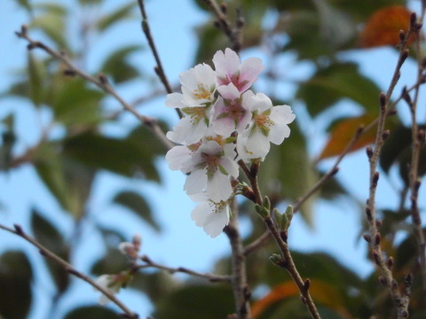 DSCN8072