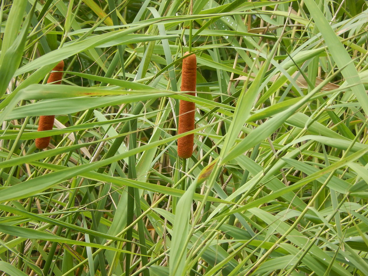 やつば池の水辺にガマ 蒲 の穂 やつば池散歩道 豊田市 のブログ