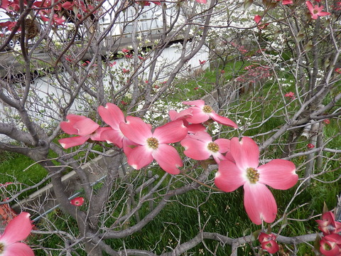 DSCN0987