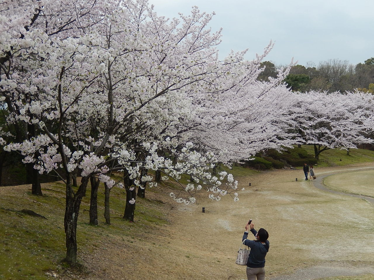 みよし市の桜の名所 保田ヶ池公園 15 4 3 やつば池散歩道 豊田市 のブログ