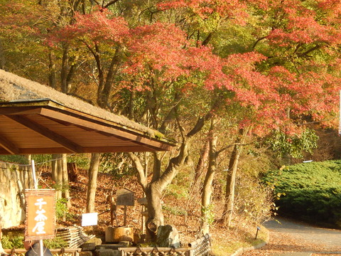 DSCN8770