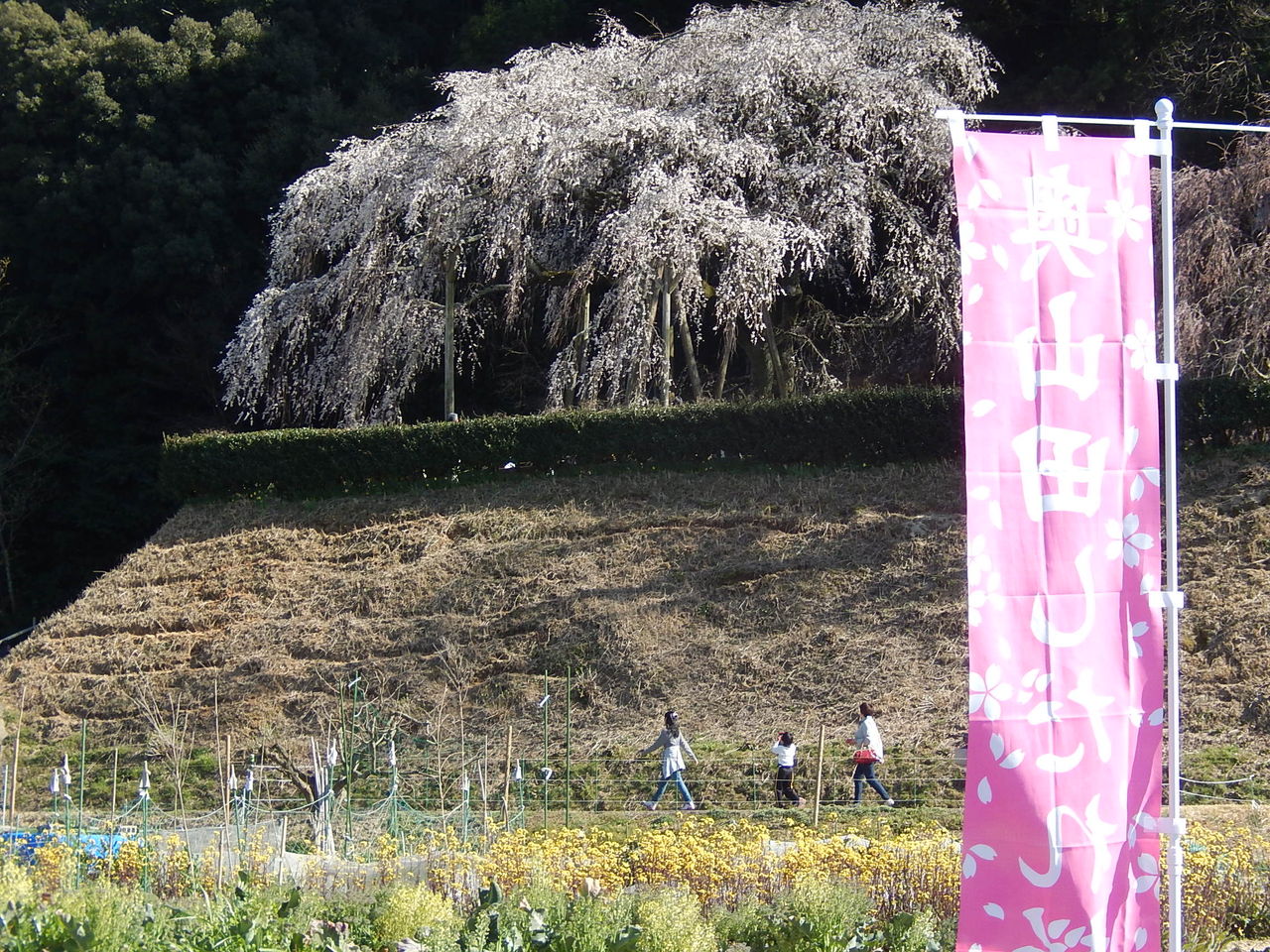 岡崎市 奥山田のしだれ桜が満開 15 3 27 やつば池散歩道 豊田市 のブログ