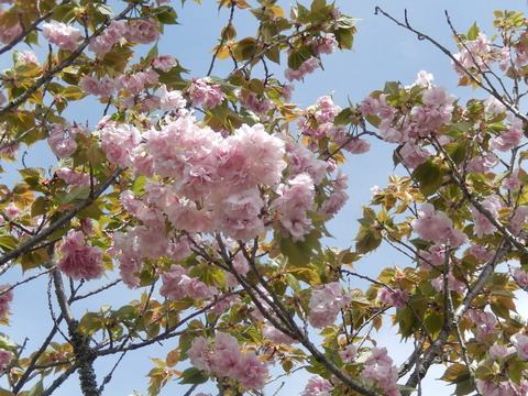 DSCN3267