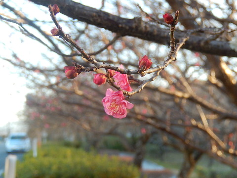 DSCN9812