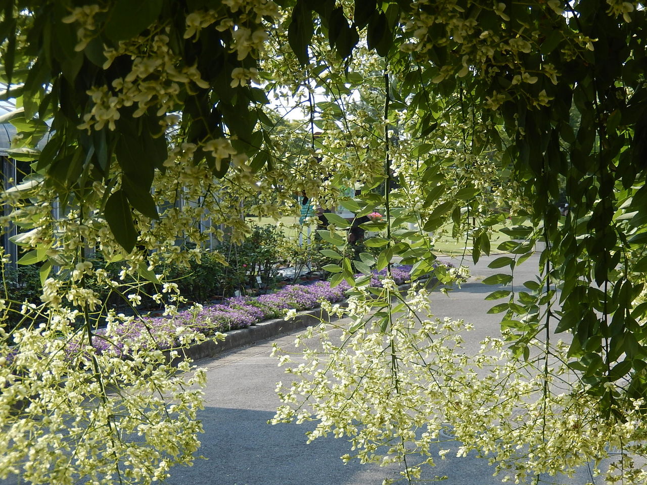 西山公園のシダレエンジュ やつば池散歩道 豊田市 のブログ