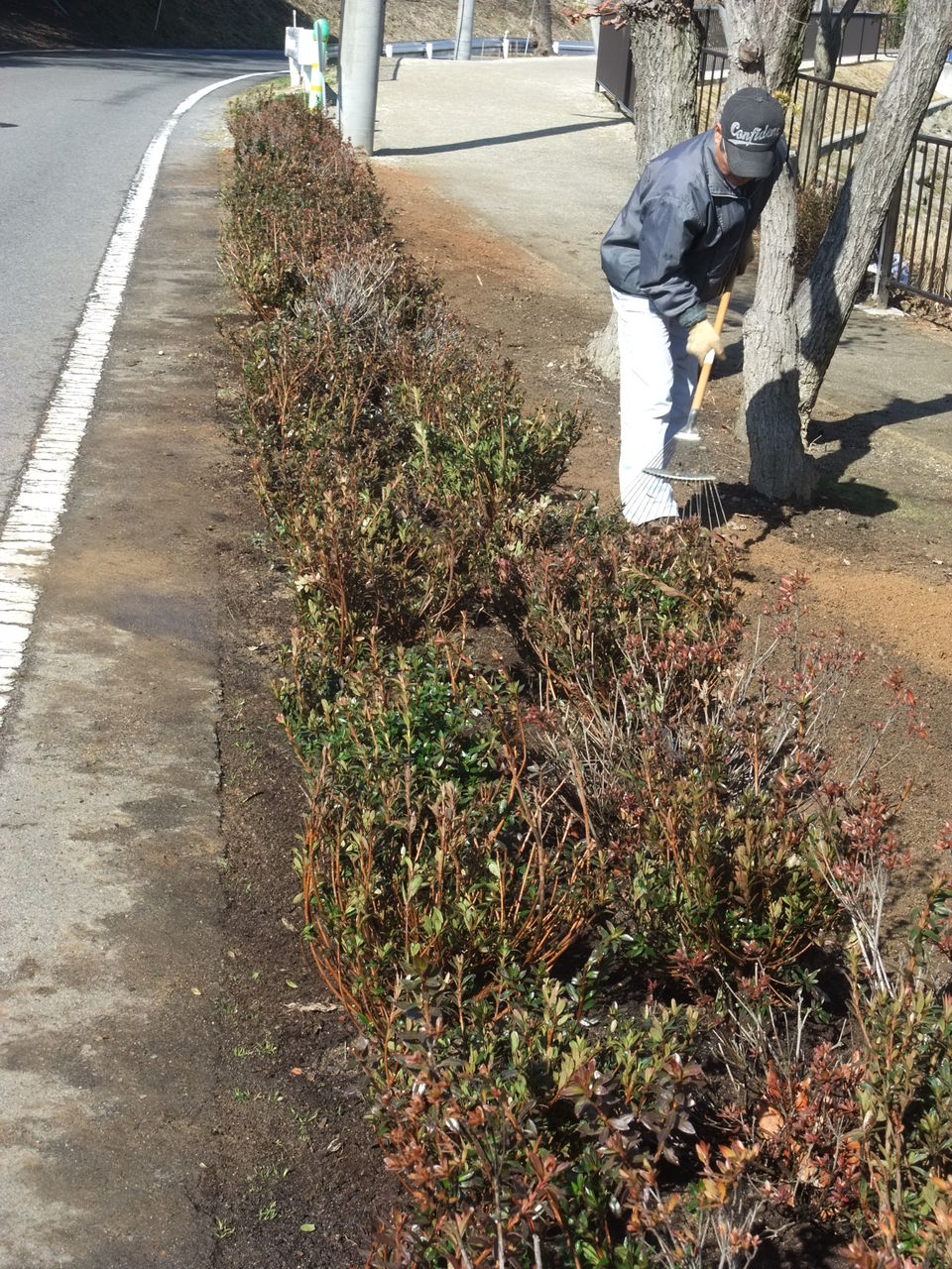 やつば池散歩道のサツキの植え替え やつば池散歩道 豊田市 のブログ